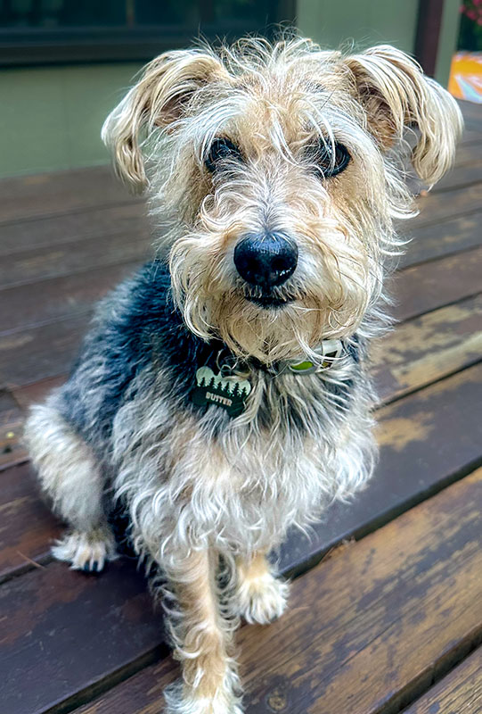 Buster the rescue dog