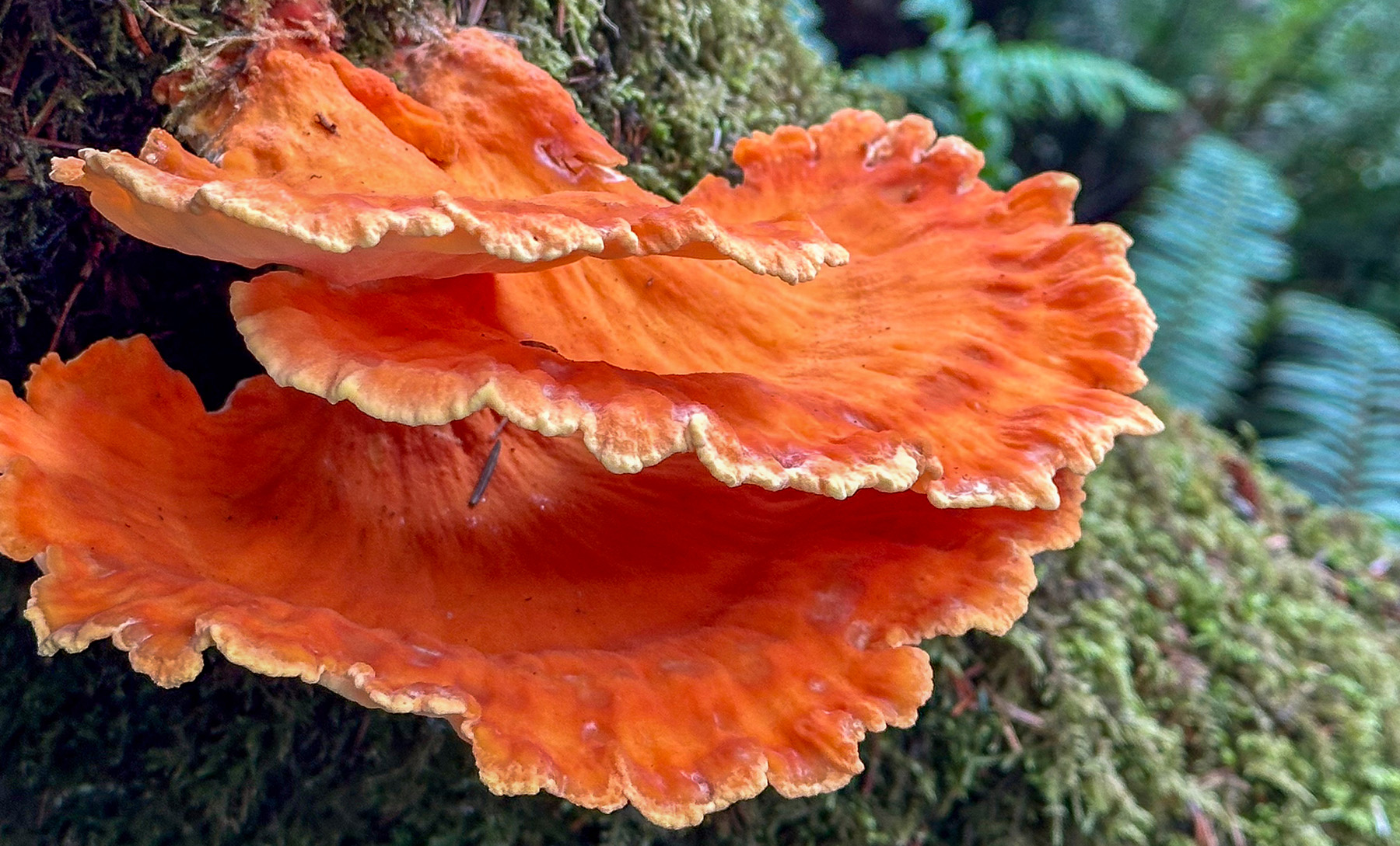 Oregon forest fungi